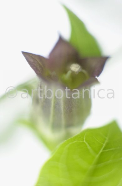 Tollkirsche-Atropa-belladonna-2