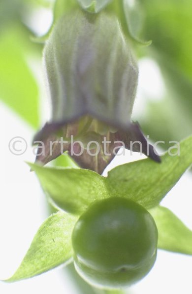 Tollkirsche-Atropa-belladonna-9