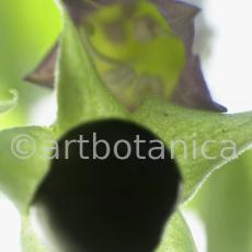 Tollkirsche-Atropa-belladonna-22
