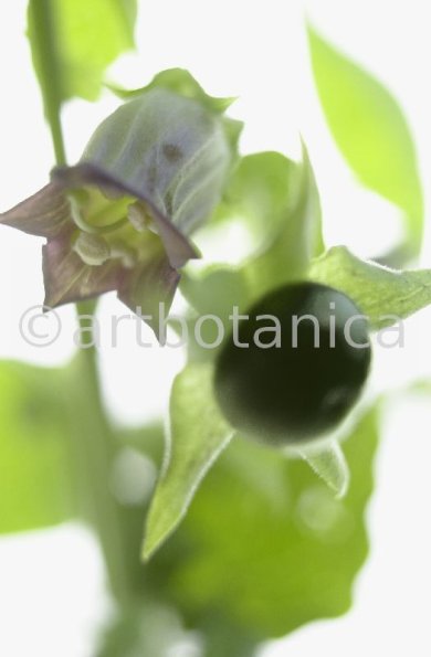 Tollkirsche-Atropa-belladonna-16