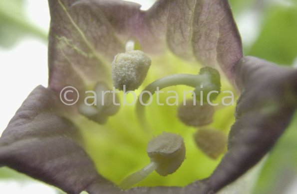 Tollkirsche-Atropa-belladonna-5
