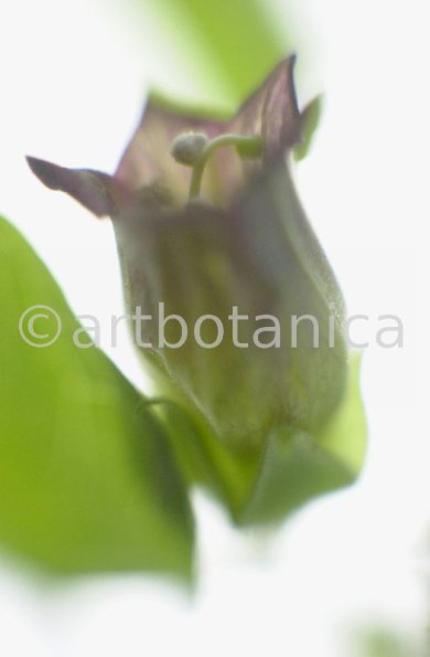 Tollkirsche-Atropa-belladonna-13