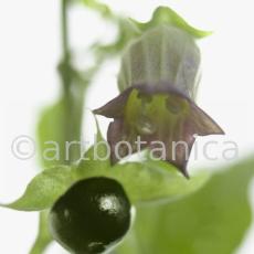 Tollkirsche-Atropa-belladonna-4