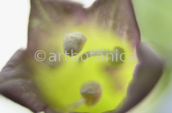 Tollkirsche-Atropa-belladonna-12