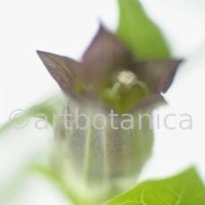 Tollkirsche-Atropa-belladonna-2