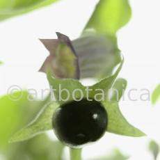 Tollkirsche-Atropa-belladonna-18