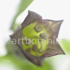 Tollkirsche-Atropa-belladonna-1