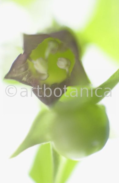Tollkirsche-Atropa-belladonna-15
