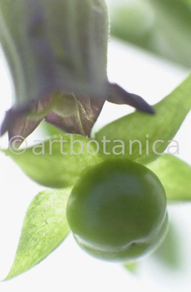 Tollkirsche-Atropa-belladonna-11