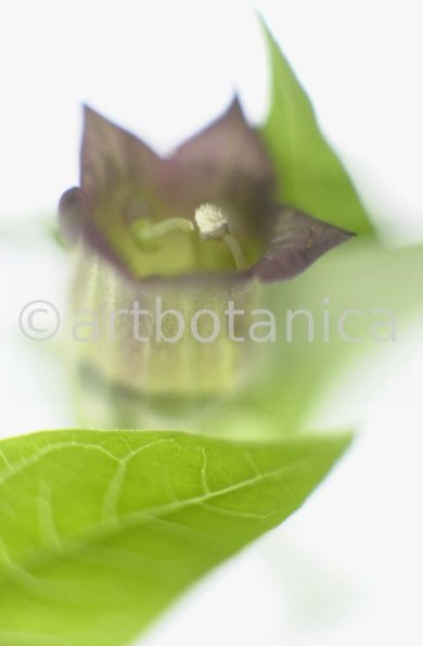 Tollkirsche-Atropa-belladonna-14