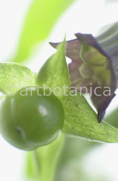 Tollkirsche-Atropa-belladonna-10