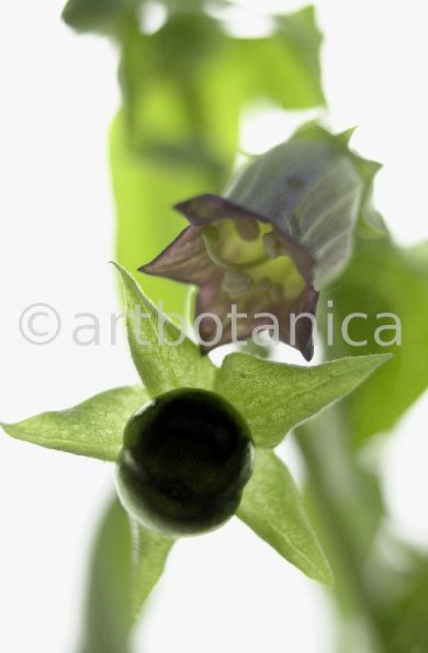 Tollkirsche-Atropa-belladonna-19