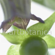 Tollkirsche-Atropa-belladonna-11