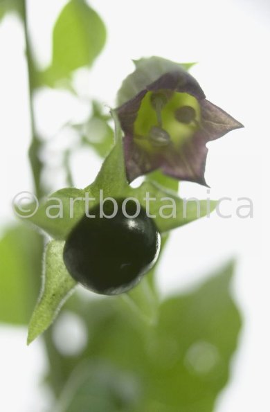 Tollkirsche-Atropa-belladonna-8
