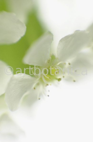 Traubenkirsche-Prunus-padus-13