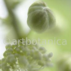 Traubensilberkerze-Cimicifuga-racemosa-10
