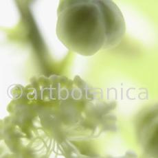 Traubensilberkerze-Cimicifuga-racemosa-1