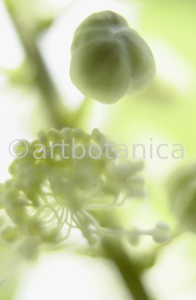 Traubensilberkerze-Cimicifuga-racemosa-1