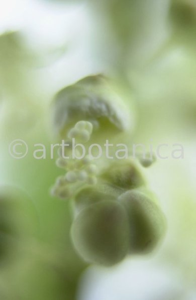 Traubensilberkerze-Cimicifuga-racemosa-6