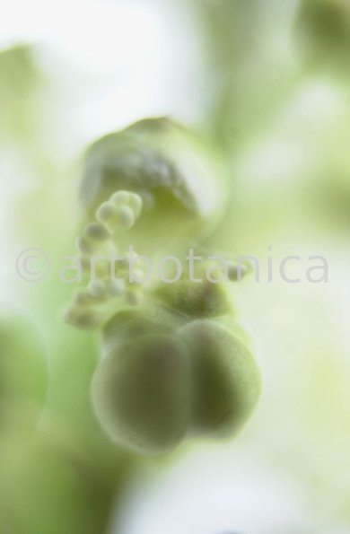 Traubensilberkerze-Cimicifuga-racemosa-14