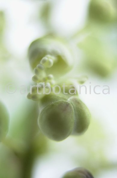 Traubensilberkerze-Cimicifuga-racemosa-15