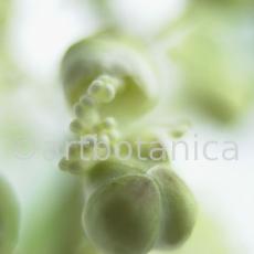 Traubensilberkerze-Cimicifuga-racemosa-15