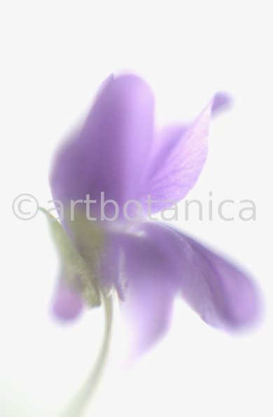 Veilchen-Viola-odorata-11