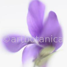 Veilchen-Viola-odorata-5