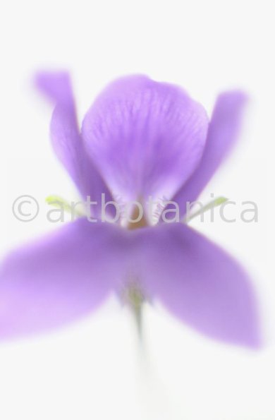 Veilchen-Viola-odorata-15
