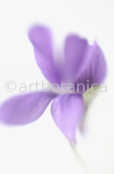 Veilchen-Viola-odorata-7