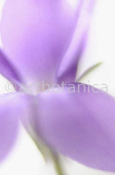 Veilchen-Viola-odorata-13