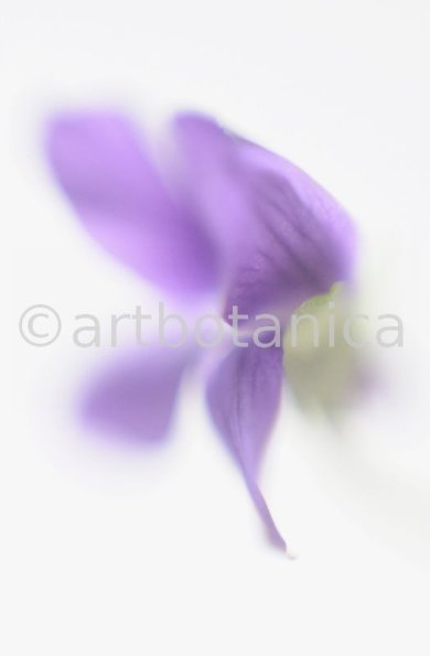 Veilchen-Viola-odorata-4