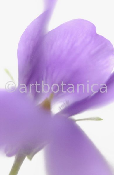 Veilchen-Viola-odorata-17