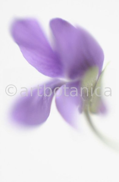 Veilchen-Viola-odorata-1