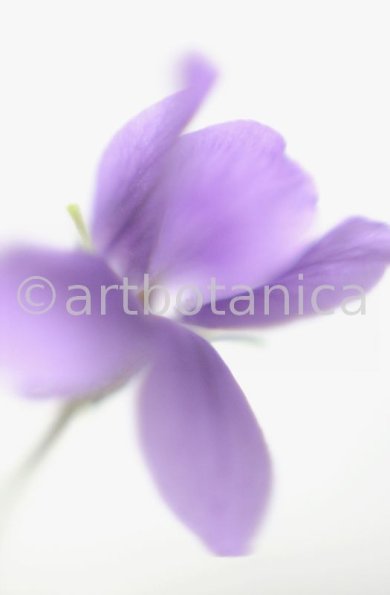 Veilchen-Viola-odorata-16