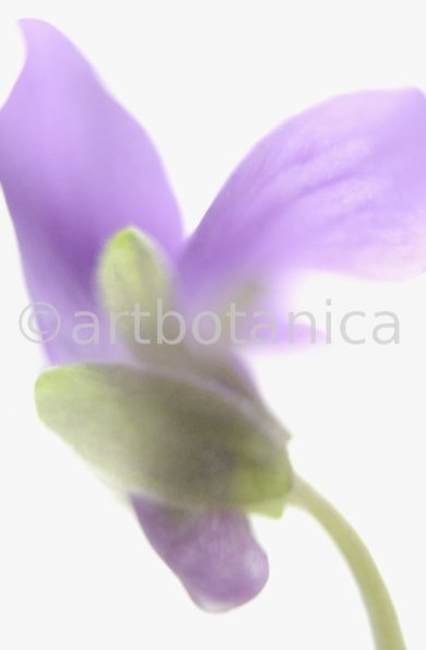 Veilchen-Viola-odorata-14
