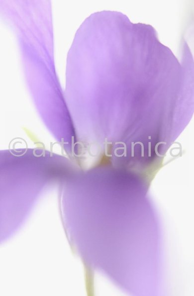 Veilchen-Viola-odorata-9