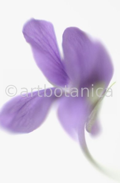 Veilchen-Viola-odorata-6