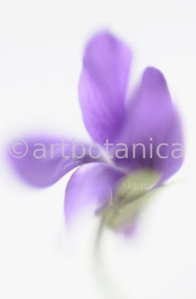 Veilchen-Viola-odorata-5