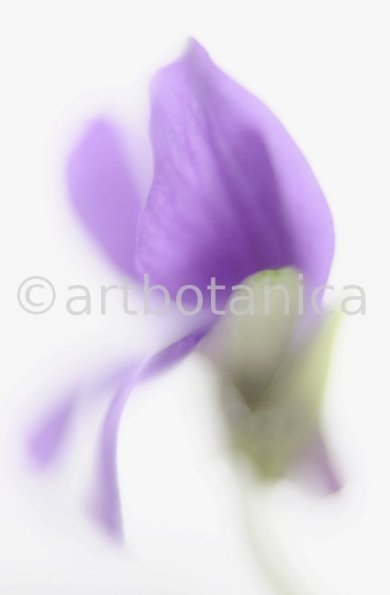 Veilchen-Viola-odorata-3