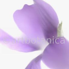 Veilchen-Viola-odorata-10
