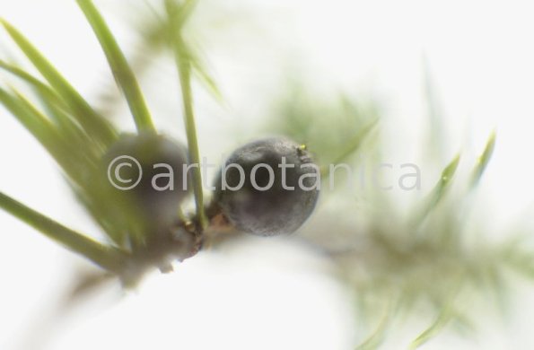 Wacholder-Juniperus-communis-7