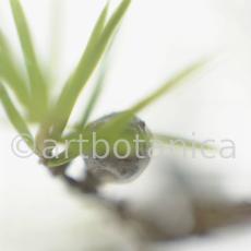 Wacholder-Juniperus-communis-3