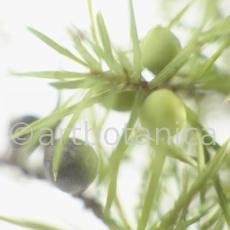 Wacholder-Juniperus-communis-1