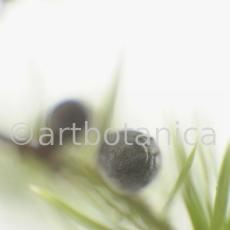 Wacholder-Juniperus-communis-4