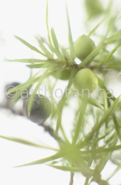 Wacholder-Juniperus-communis-1