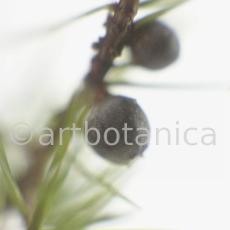 Wacholder-Juniperus-communis-2