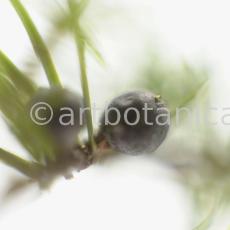 Wacholder-Juniperus-communis-7
