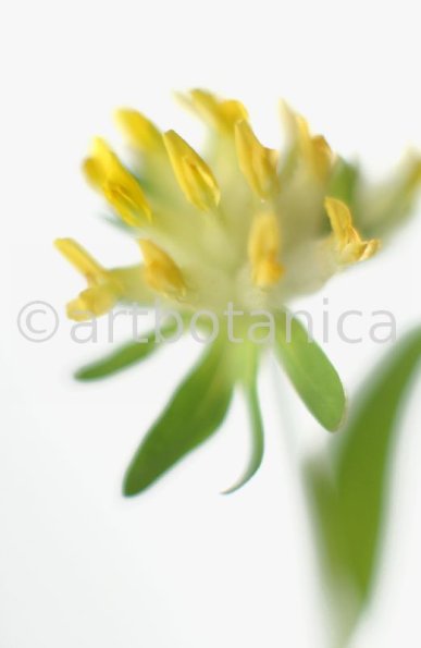 Wundklee-Anthyllis-vulneraria-6