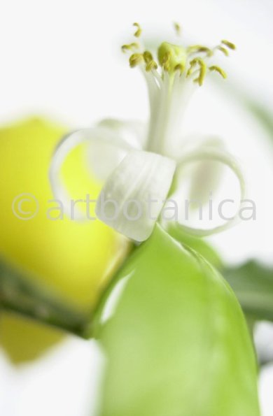 Zitrone-Cirtus-limon-5